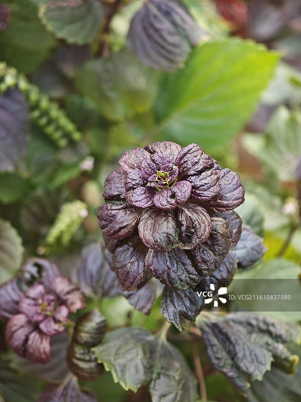 食用香料植物紫苏图片素材