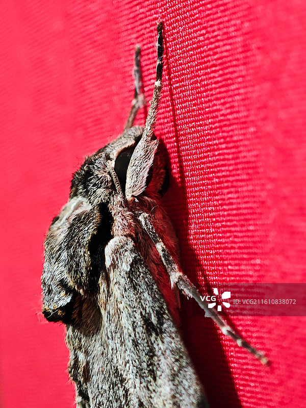 一只灰天蛾微距特写图片素材