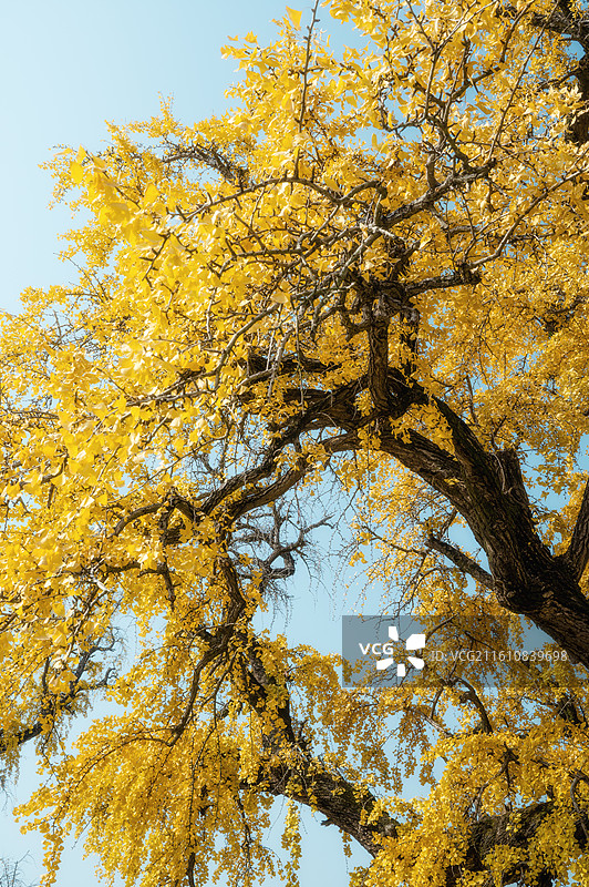 秋天银杏树的低角度视图图片素材