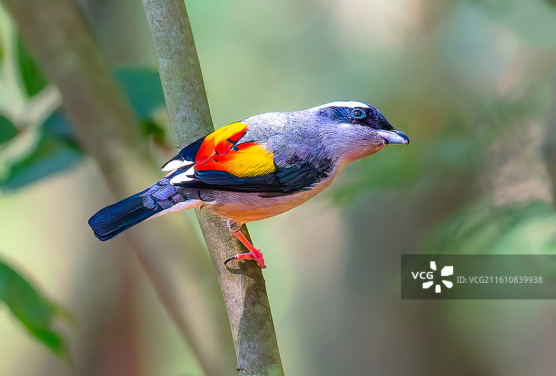 红翅䳢鹛图片素材