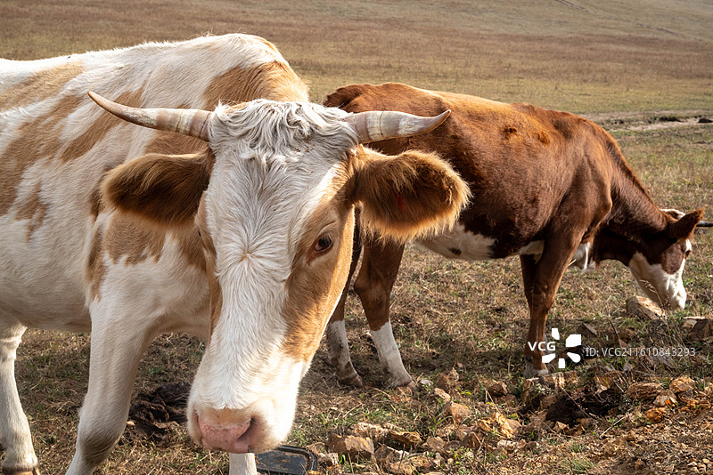中国内蒙古乌兰布统景区日出图片素材