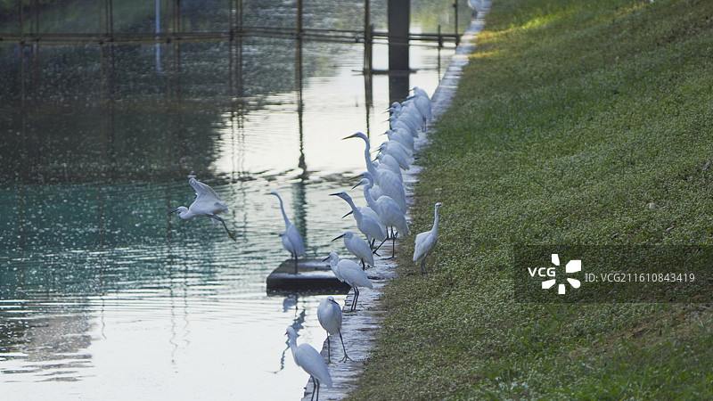 深圳中心公园水边白鹭群栖息图片素材