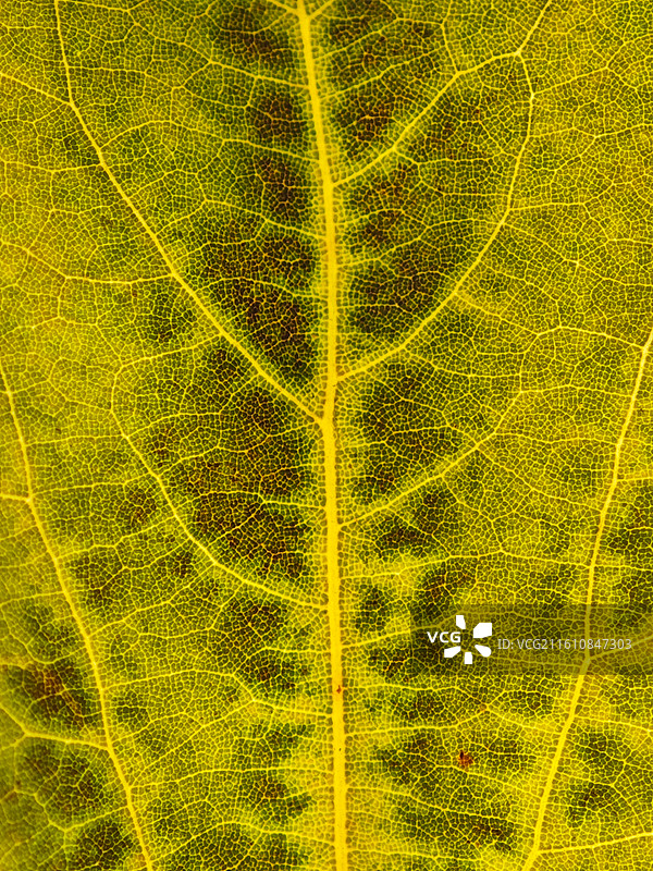 一片樟树叶子脉络微距特写图片素材