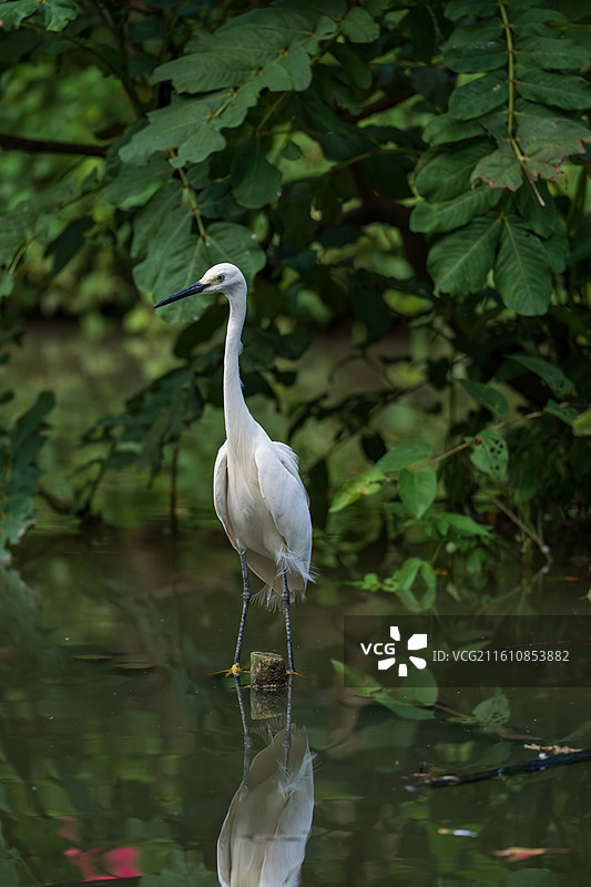 站在沼泽地上栖息的白鹭图片素材