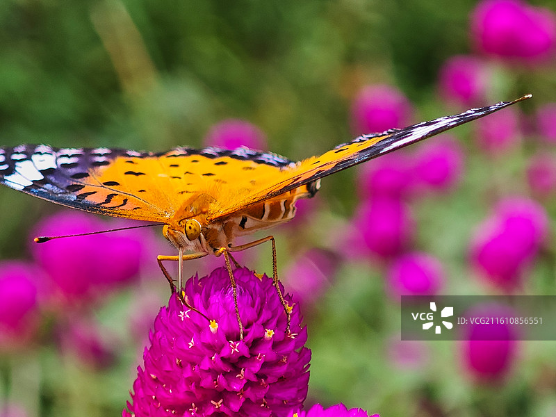 一只斐豹蛱蝶微距特写图片素材