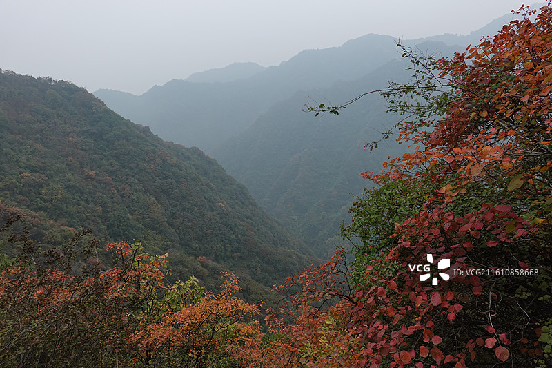 陕西省西安市周至县楼观台镇团标村秦岭终南山团标峪：十二天门桃花山红叶彩林秋景图片素材
