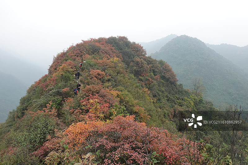 陕西省西安市周至县楼观台镇团标村秦岭终南山团标峪：十二天门桃花山红叶彩林秋景图片素材