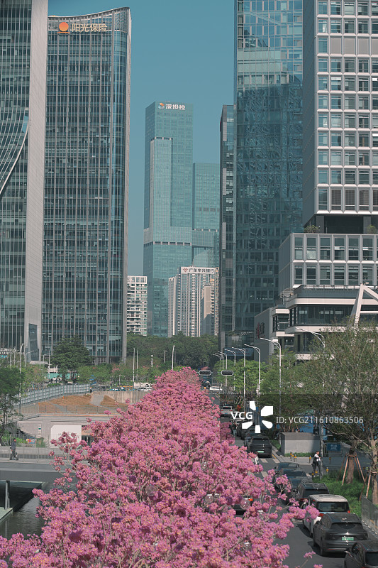 深圳湾紫花风铃木图片素材