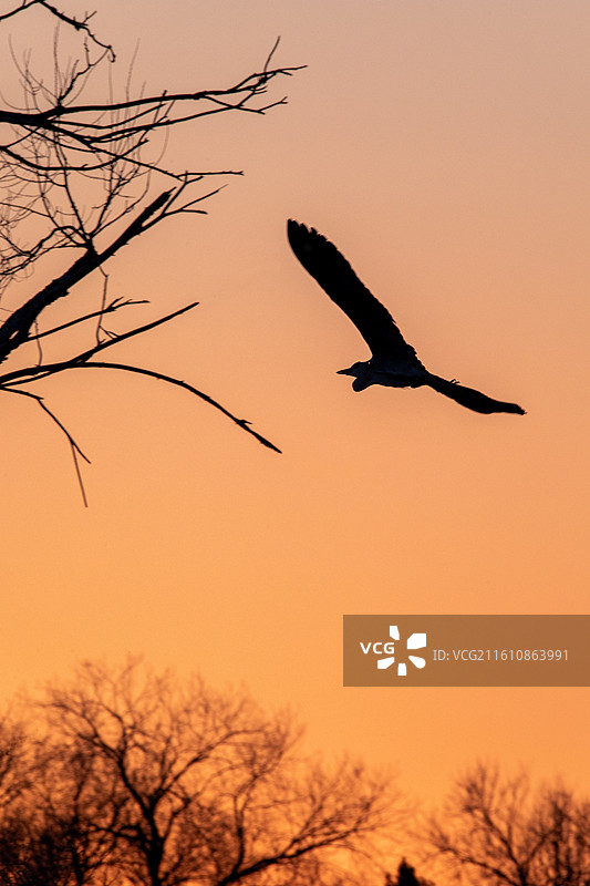 夕阳下飞翔的苍鹭｜设计素材图片素材