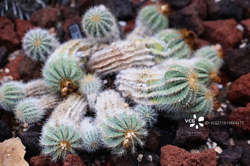 仙人掌尤伯球图片素材