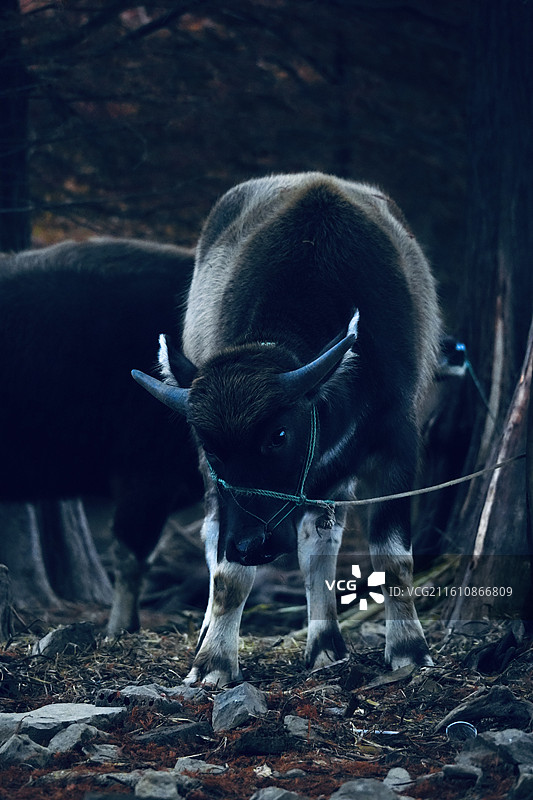 傍晚 树林 老牛 乡村 风景图片素材