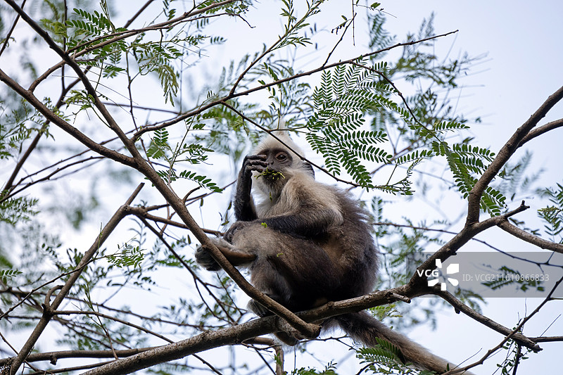 白头叶猴图片素材