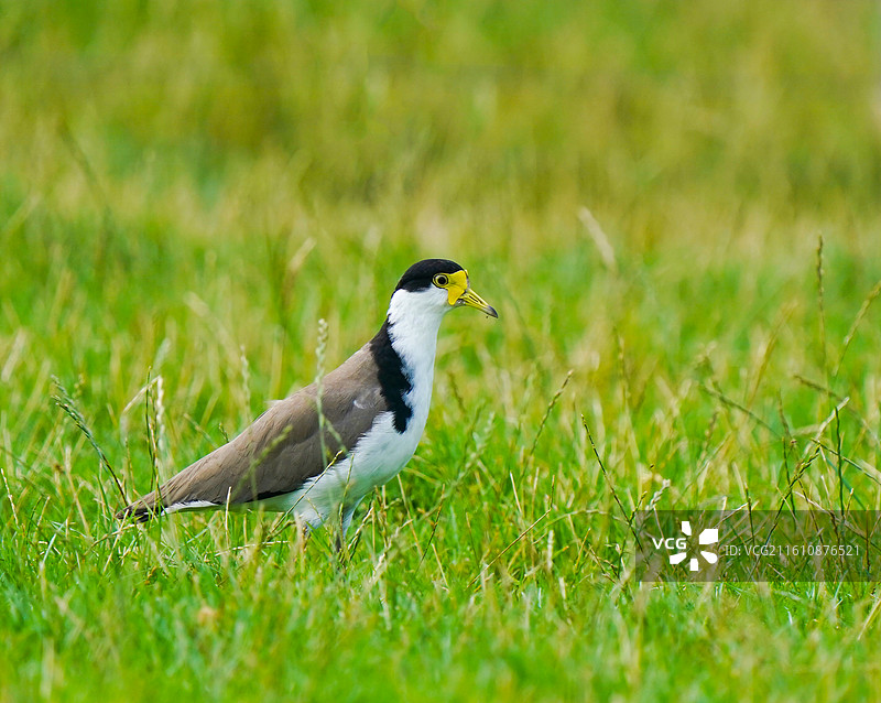 白颈麦鸡图片素材