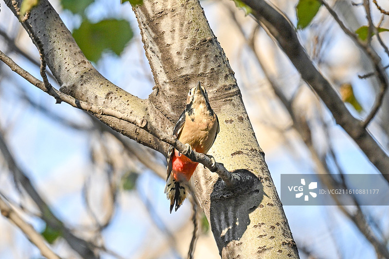 大斑啄木鸟图片素材