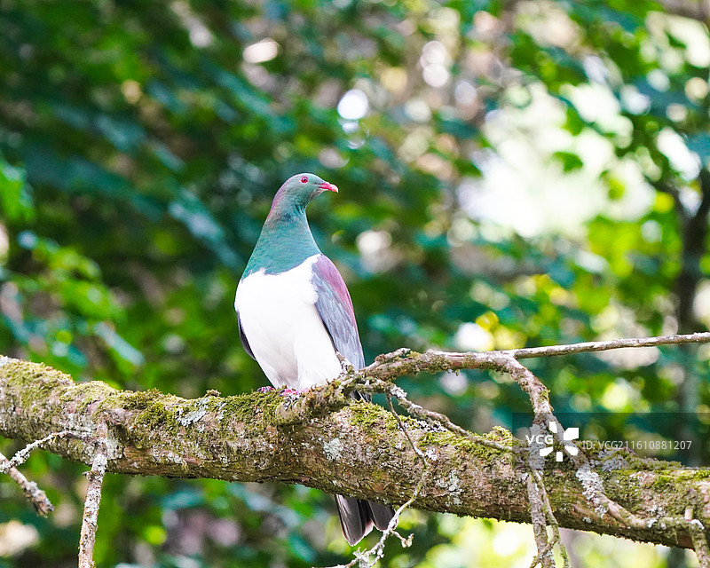 新西兰鸠图片素材