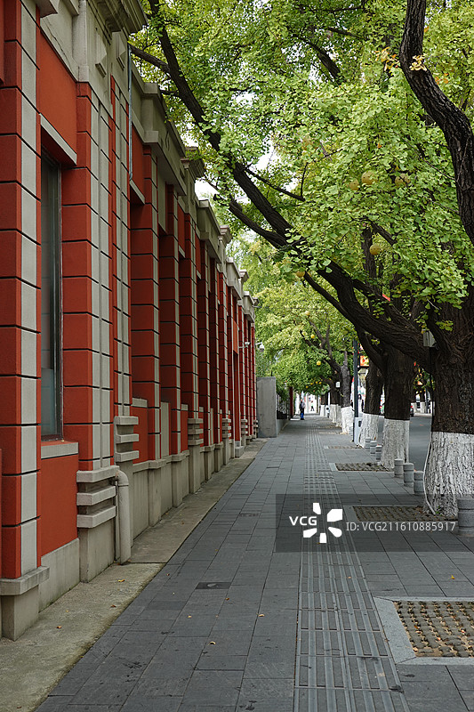 辽宁省丹东市振兴区九纬路银杏大道街景图片素材