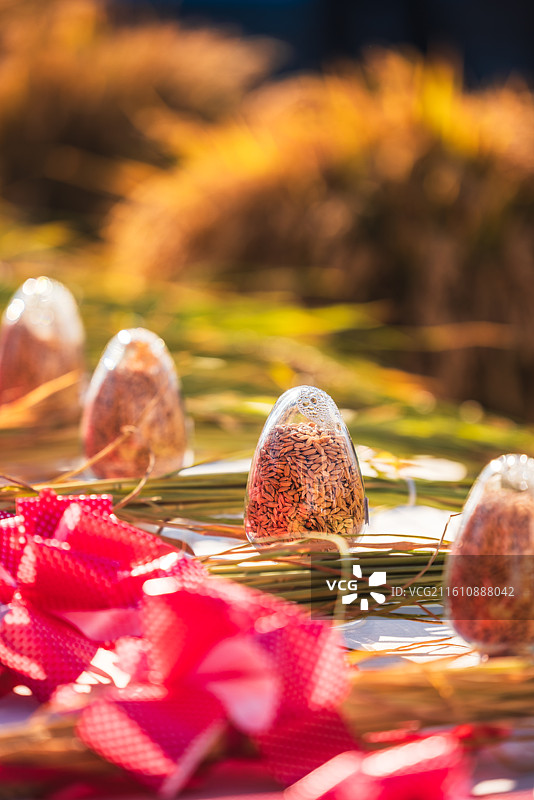 高产量的水稻种子图片素材