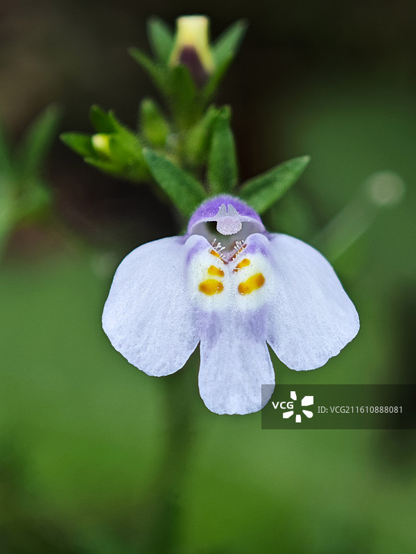 一株母草微距特写图片素材