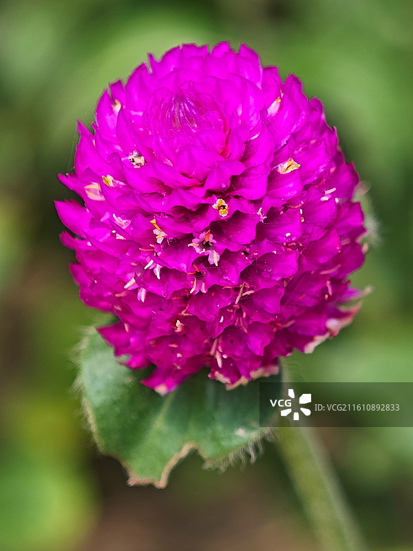 一株千日红微距特写图片素材