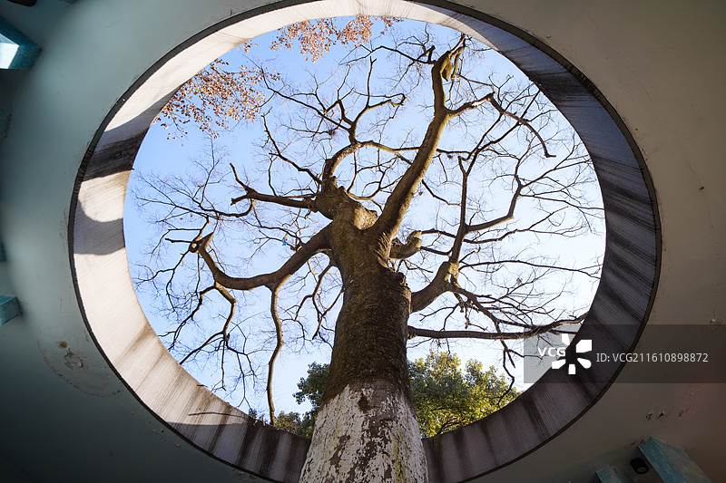 逍遥津的一棵树图片素材