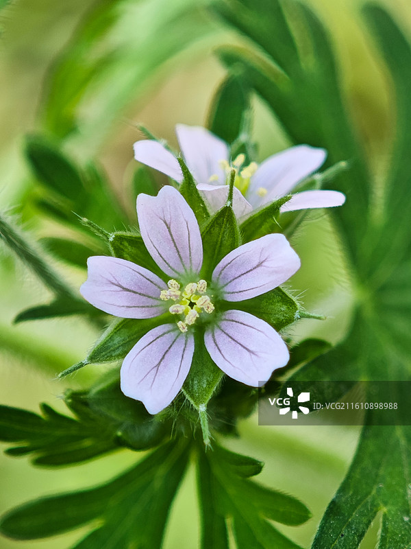 一株野老鹳草微距特写图片素材