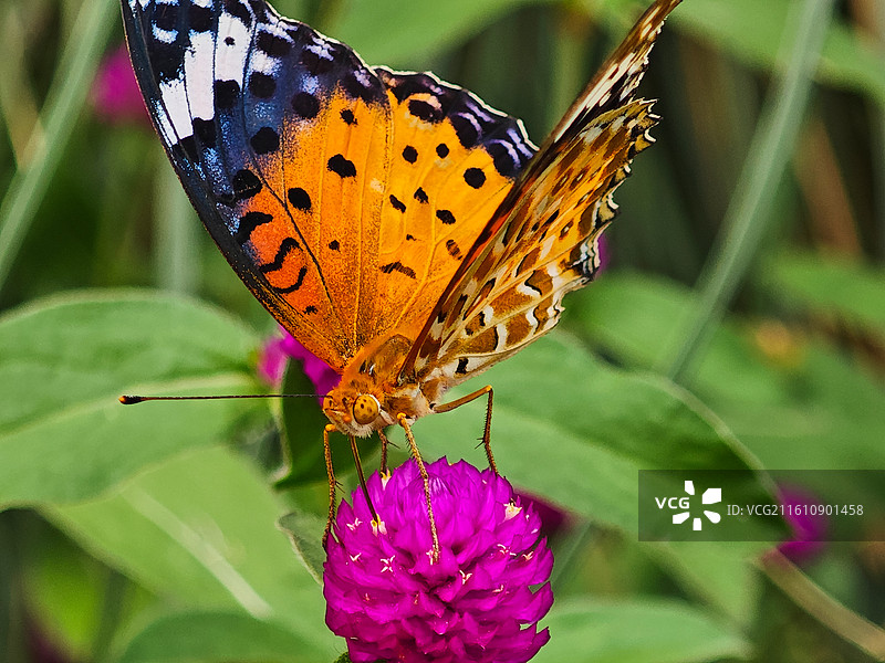 一只斐豹蛱蝶微距特写图片素材