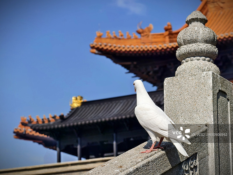 古刹白鸽，禅意时光图片素材