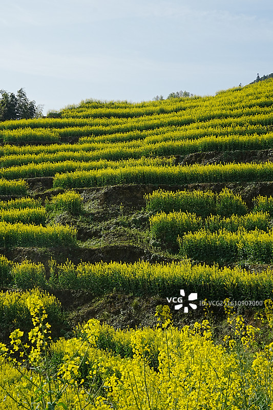 婺源油菜花图片素材