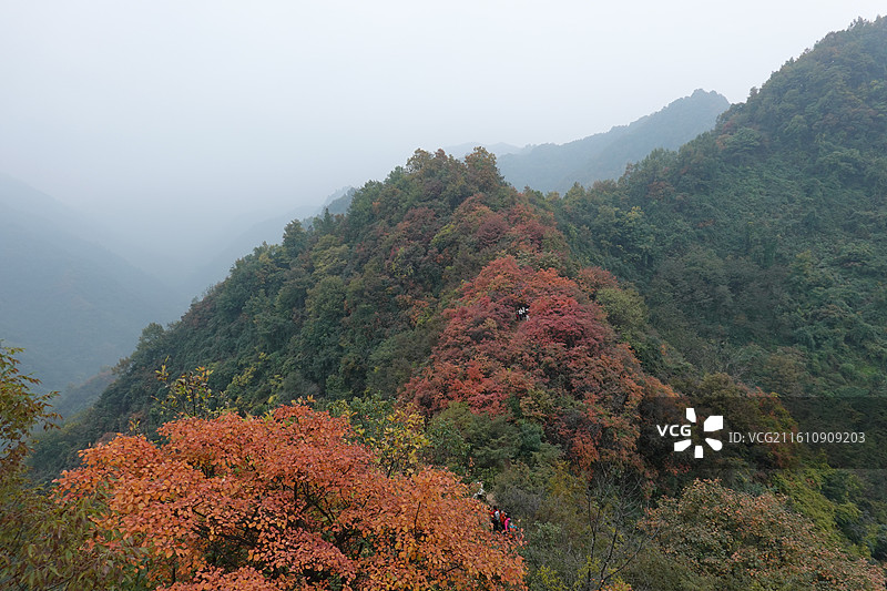 陕西省西安市周至县楼观台镇团标村秦岭终南山团标峪：十二天门桃花山红叶彩林秋景图片素材