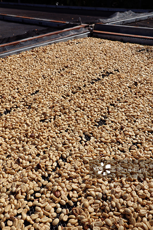 晾晒中的脱皮咖啡豆图片素材