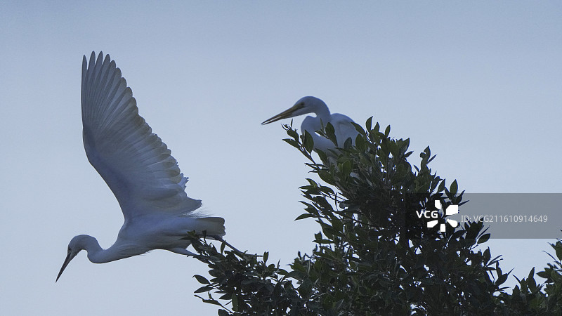 深圳中心公园枝头白鹭群栖图图片素材