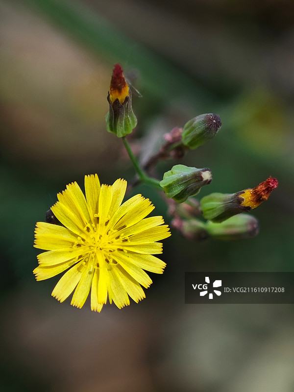一株黄鹌菜的黄花微距特写图片素材