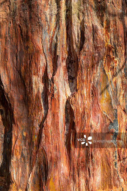 硅化木图片素材