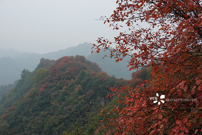 陕西省西安市周至县楼观台镇团标村秦岭终南山团标峪：十二天门桃花山红叶彩林秋景图片素材