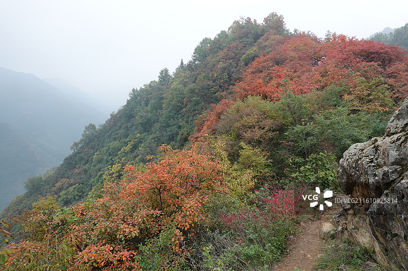 陕西省西安市周至县楼观台镇团标村秦岭终南山团标峪：十二天门桃花山红叶彩林秋景图片素材