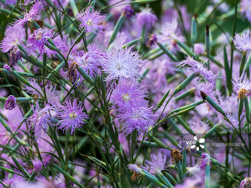 紫色瞿麦花绽放图片素材