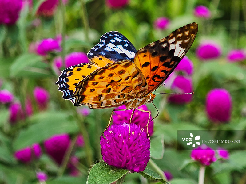 一只斐豹蛱蝶特写图片素材