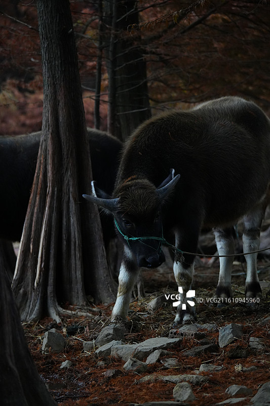 傍晚 树林 老牛 乡村 风景图片素材