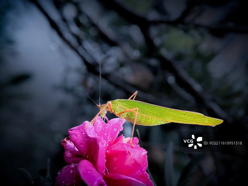 螽斯恋花图片素材