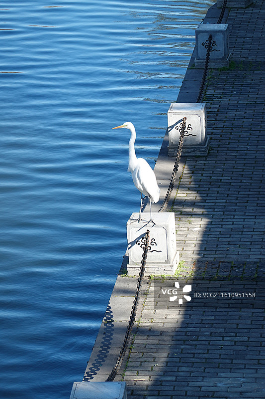 陕西西安明城墙西安城墙环城公园：永宁门南门外护城河岸白鹭图片素材