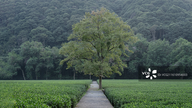 杭州九溪烟树孤独的树图片素材