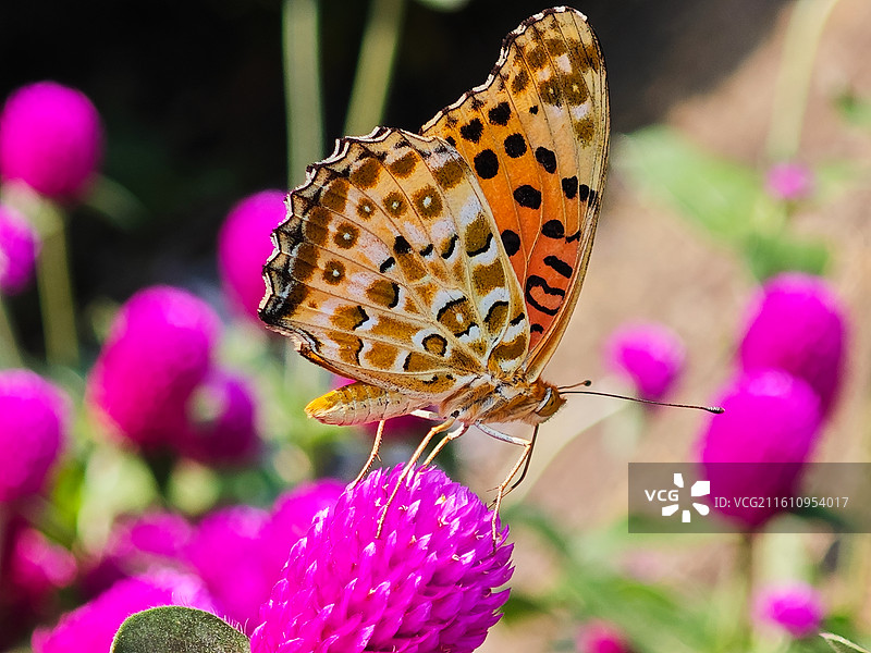 一只斐豹蛱蝶微距特写图片素材