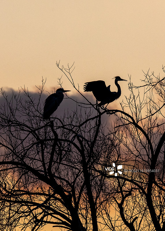 倦鸟归林｜插画素材图片素材