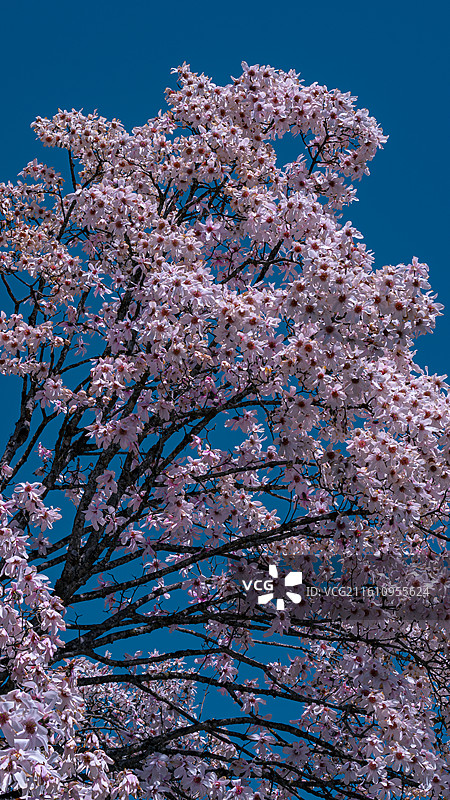 国家二级保护植物康定木兰图片素材