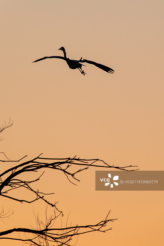 苍鹭｜简约素材图片素材
