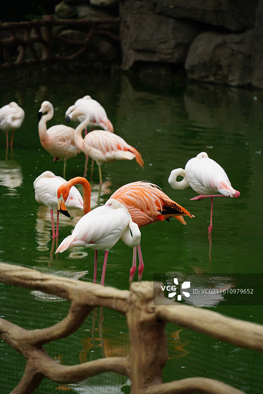 西安秦岭野生动物园火烈鸟图片素材
