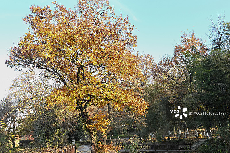 安徽省宣城市宣州区中国鳄鱼湖，是扬子鳄国家级自然保护区和国家4A级旅游景区，自然风光、生态环境优美。图片素材