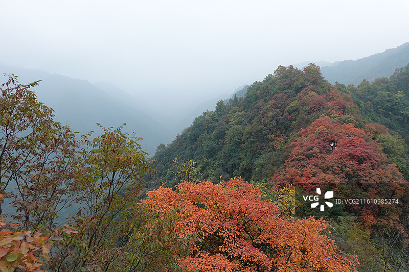 陕西省西安市周至县楼观台镇团标村秦岭终南山团标峪：十二天门桃花山红叶彩林秋景图片素材