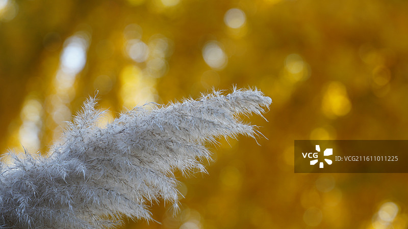 秋天的青岛法海寺图片素材