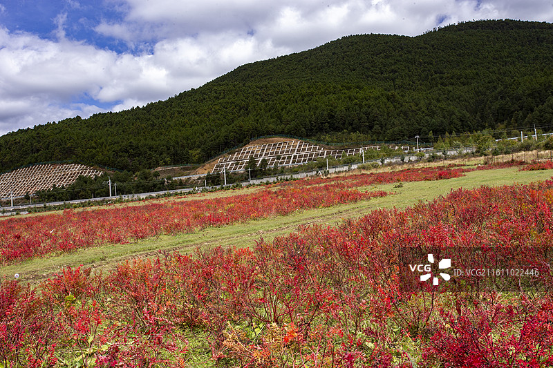 香格里拉小中甸狼毒花图片素材